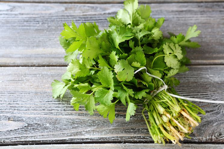 cilantro detox herb