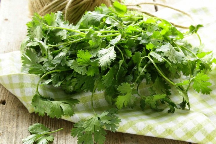 cilantro