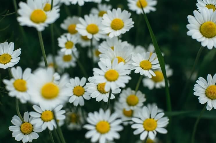 feverfew flowers