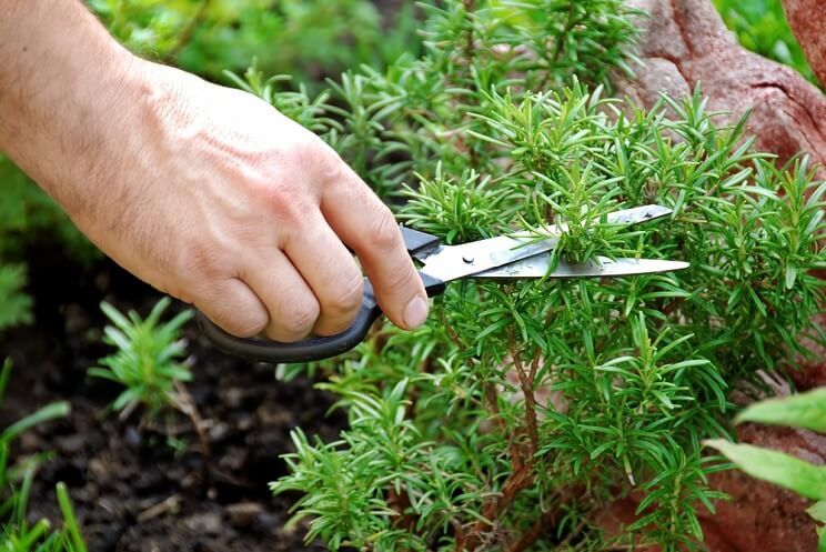 hand cutting rosemary with scissors