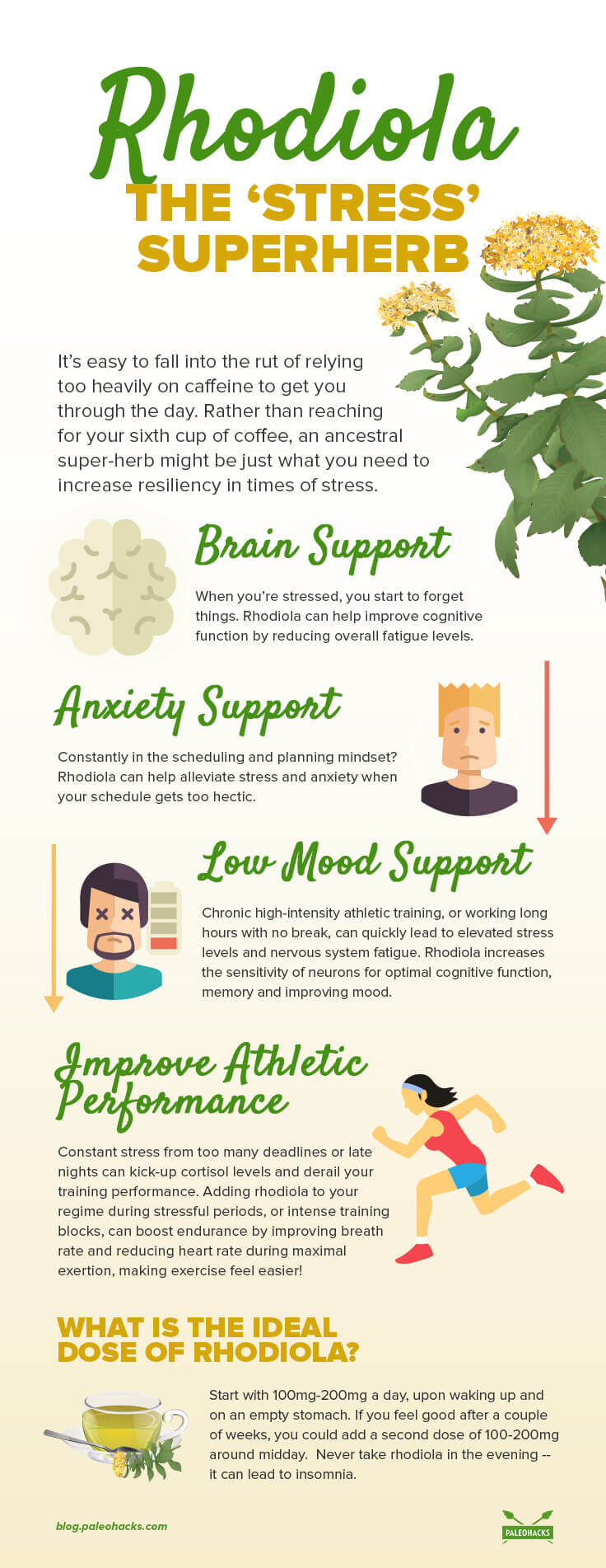 Rhodiola infographic