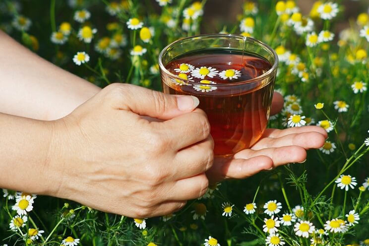 chamomile tea in a chamomile field