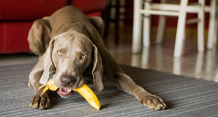 dog eating a banana