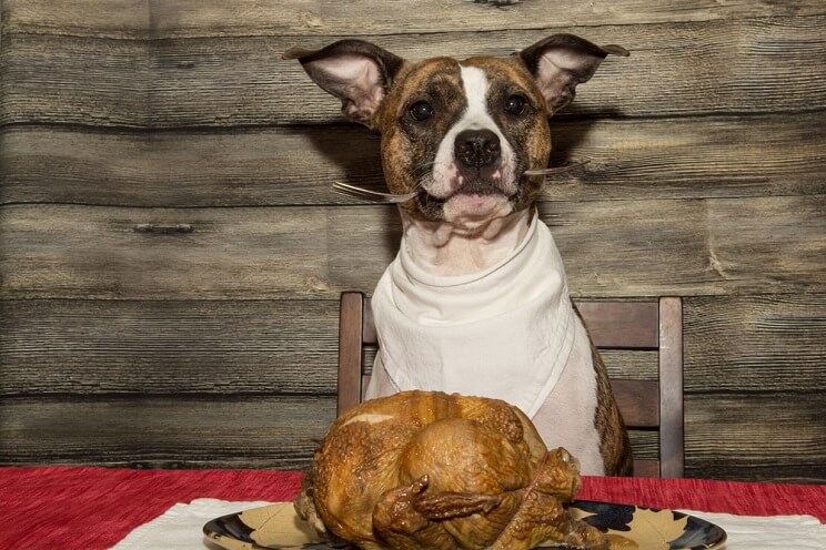 dog eating whole turkey