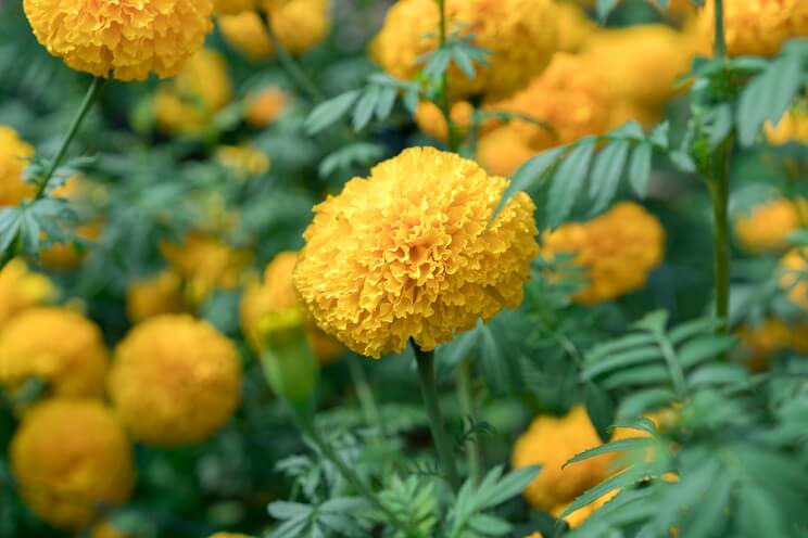marigolds growing