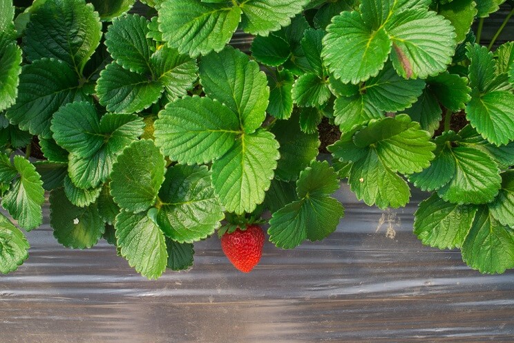 strawberry leaves and a strawberry