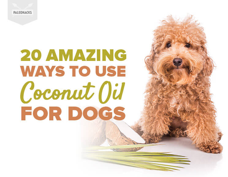coconut oil for dogs title card