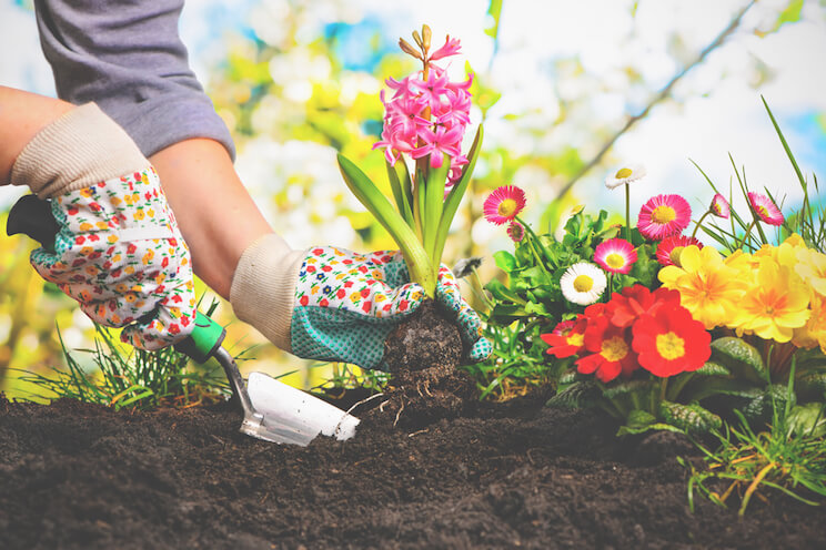 flowers and plants in a garden