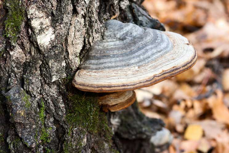 8 Healing Mushroom Benefits + How to Use Them