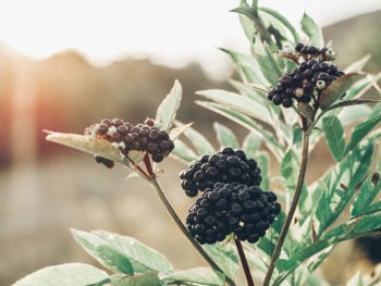 Elderberry is an ancient remedy that’s known for its antiviral properties and its ability to offer immune support to your body.